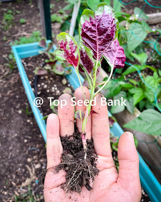 2 Live Plants – Yin Choi, Chinese multicolor spinach + Free GIFT | Heirloom, Organic | Top Seed Bank