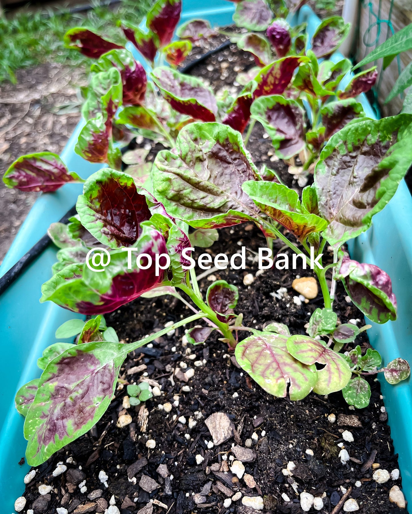 2 Live Plants – Yin Choi, Chinese multicolor spinach + Free GIFT | Heirloom, Organic | Top Seed Bank