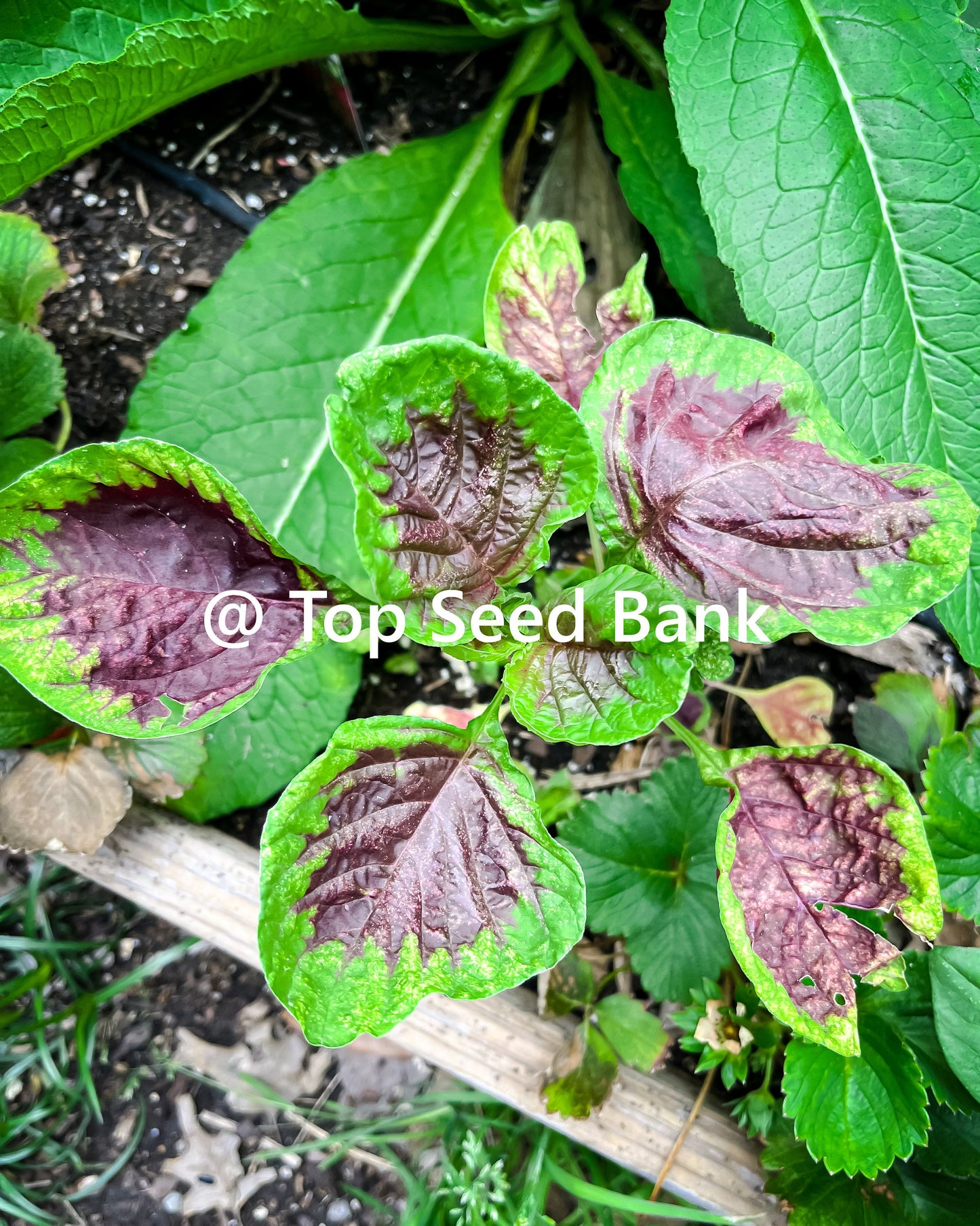 2 Live Plants – Yin Choi, Chinese multicolor spinach + Free GIFT | Heirloom, Organic | Top Seed Bank