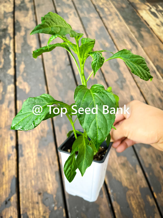 2 Live Plant – Peter Pepper, 8” tall + Free GIFT | Heirloom, Organic | Top Seed Bank