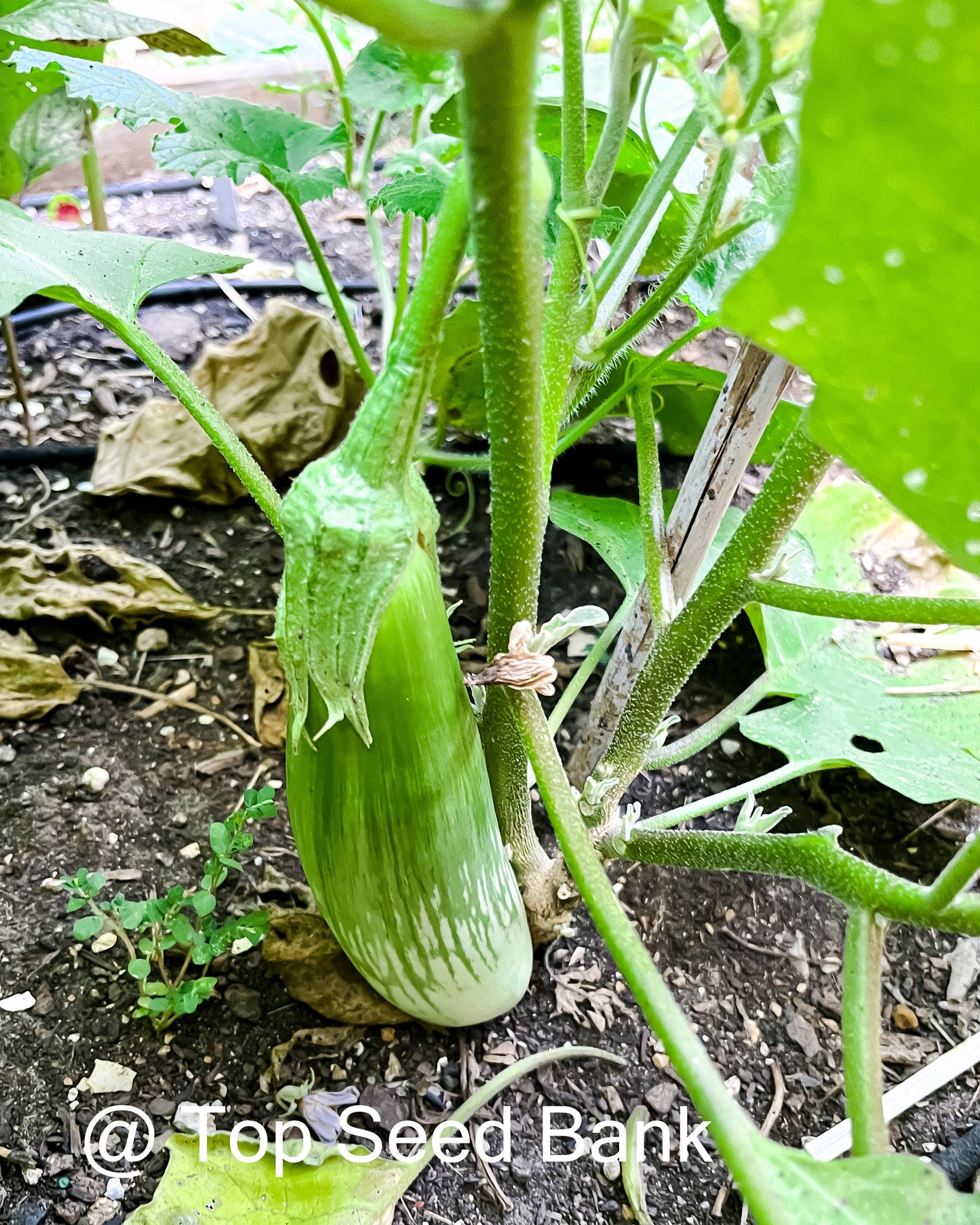 15+ Long Striped Green Thai Eggplant, Masego + Free GIFT | Non-GMO, Organic| Top Seed Bank