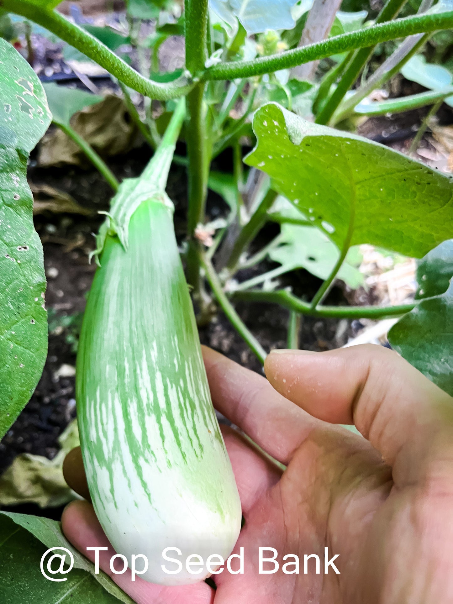 15+ Long Striped Green Thai Eggplant, Masego + Free GIFT | Non-GMO, Organic| Top Seed Bank