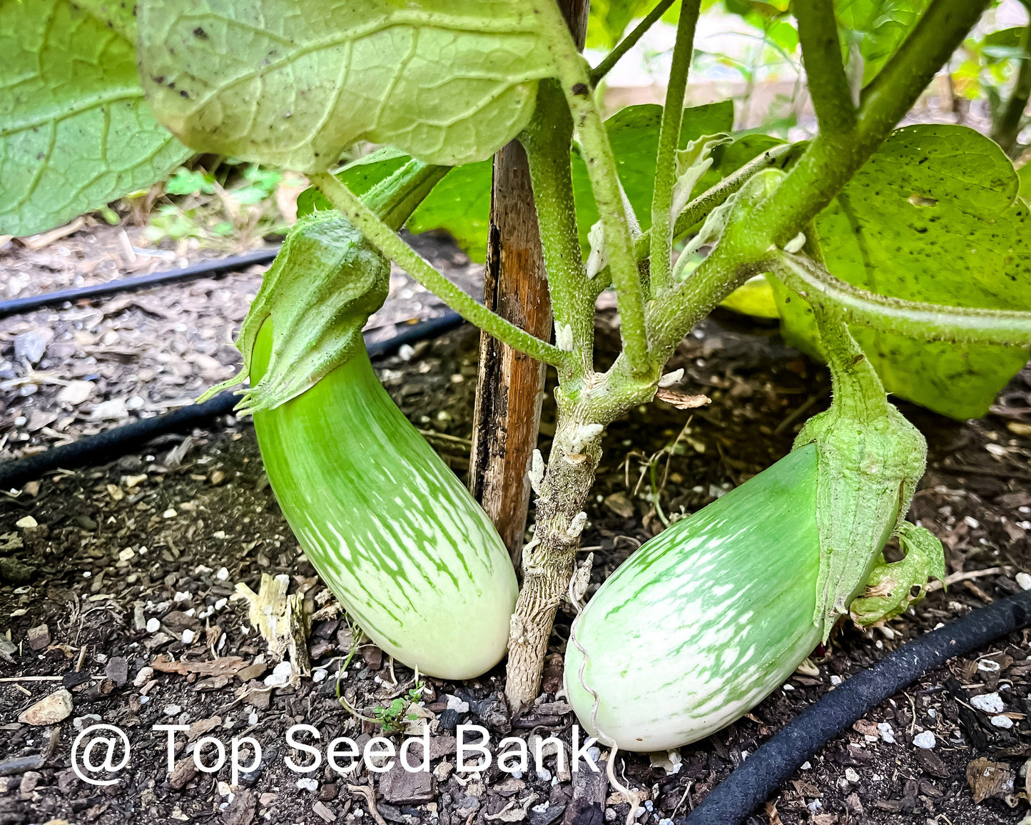 15+ Long Striped Green Thai Eggplant, Masego + Free GIFT | Non-GMO, Organic| Top Seed Bank