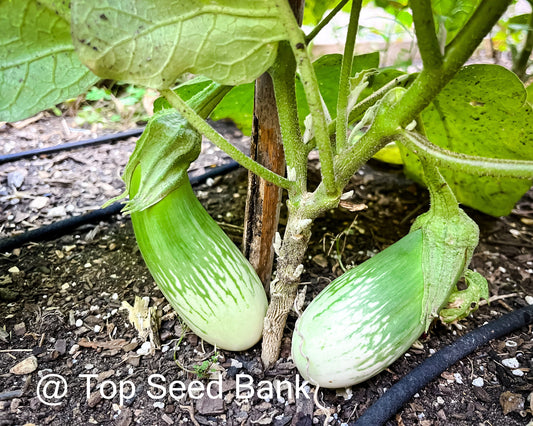15+ Long Striped Green Thai Eggplant, Masego + Free GIFT | Non-GMO, Organic| Top Seed Bank