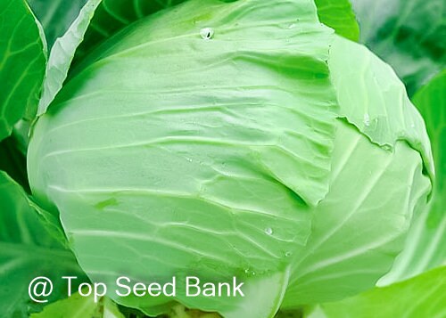 100+ Late Flat Dutch cabbage seeds, giant late maturing cabbage + Free GIFT | Heirloom, Organic | Top Seed Bank