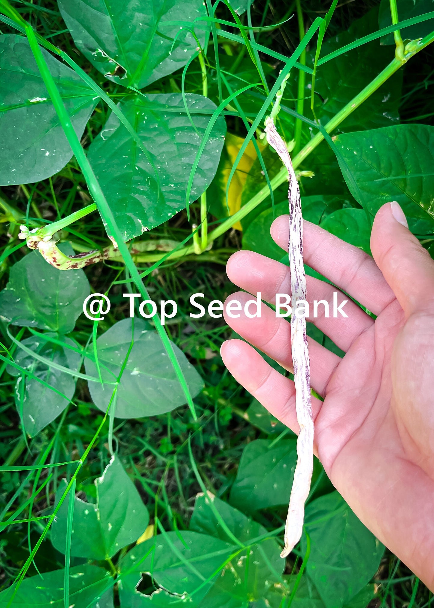 15+ Thai Soldier Bean, tiger stripes dark red-brown yard long strikingly + Free GIFT | Heirloom, Organic| Top Seed Bank
