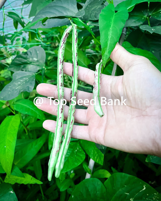 15+ Thai Soldier Bean, tiger stripes dark red-brown yard long strikingly + Free GIFT | Heirloom, Organic| Top Seed Bank