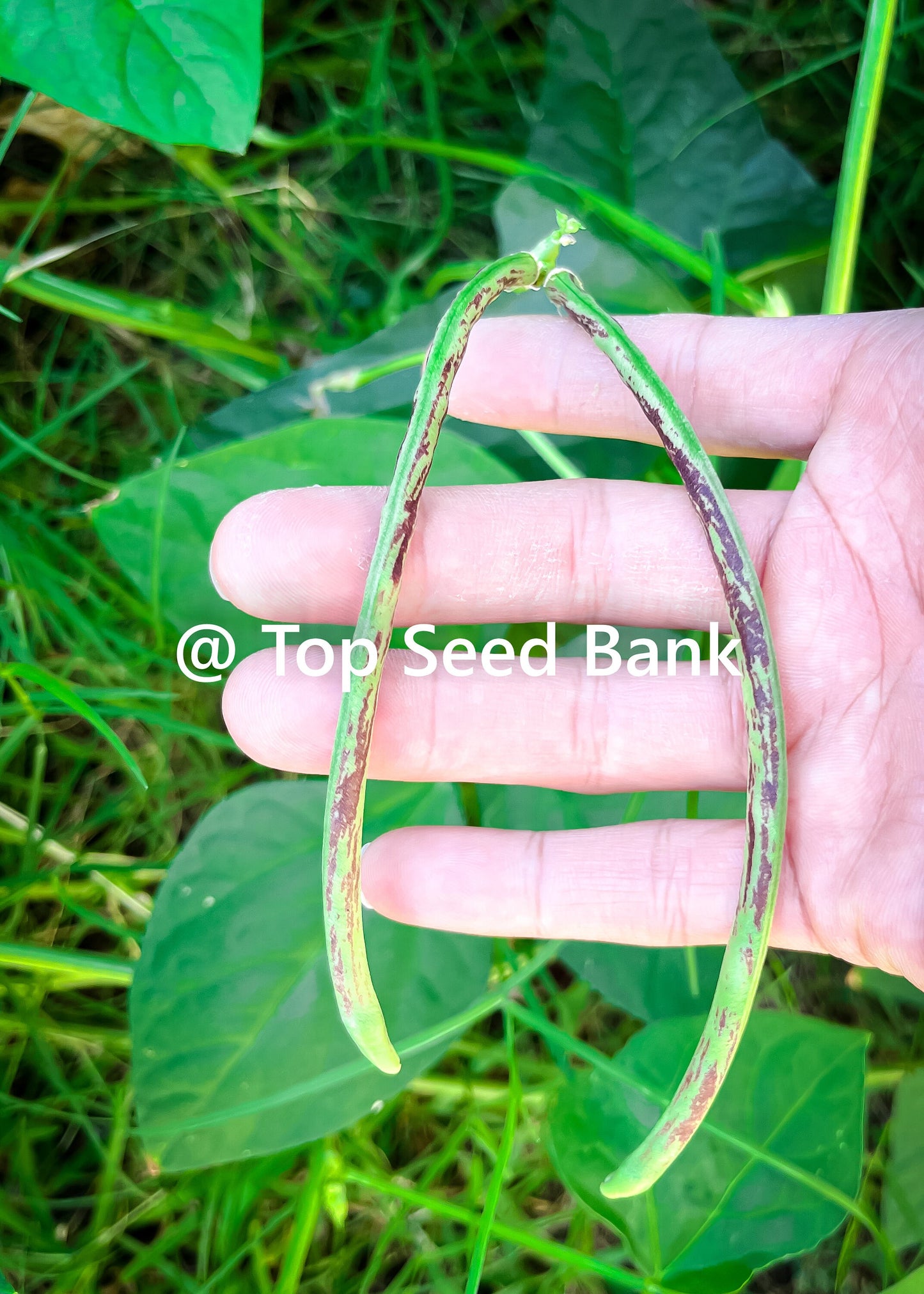 15+ Thai Soldier Bean, tiger stripes dark red-brown yard long strikingly + Free GIFT | Heirloom, Organic| Top Seed Bank