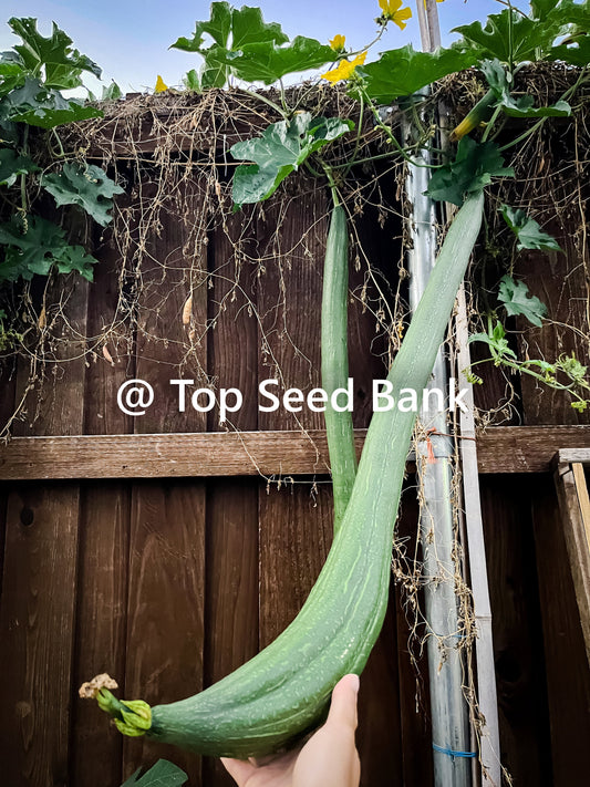 10+ Super long edible luffa seeds, smooth sponge gourd, Muop Huong Sieu Dai + Free GIFT | Non-GMO, Organic| Top Seed Bank
