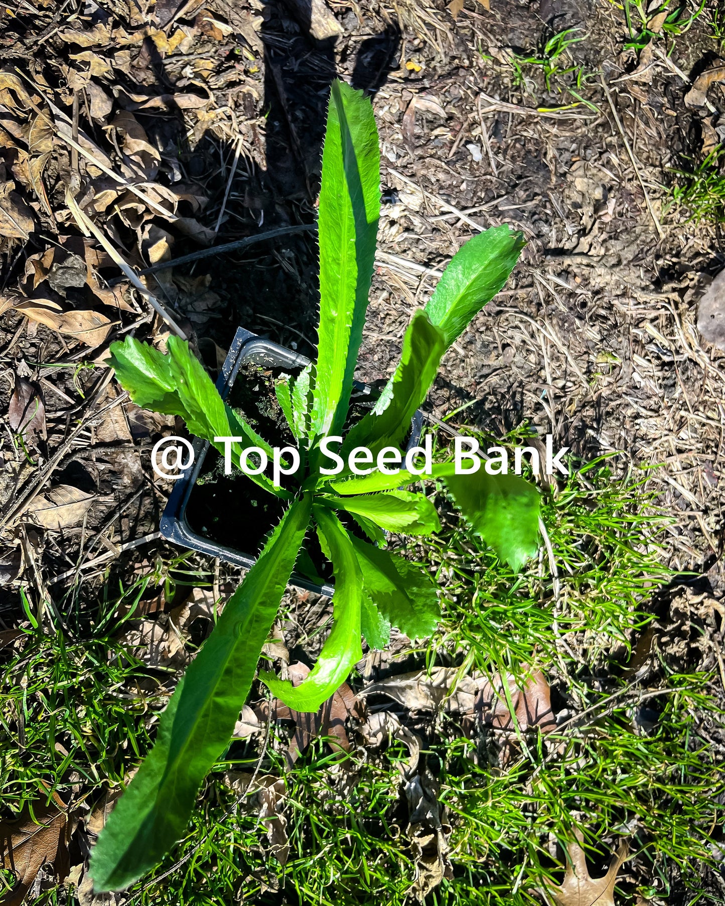 2 Live Plants – Culantro, Mexican coriander, recao, Ngo Gai, Chadon Beni + Free GIFT | Organic | Top Seed Bank