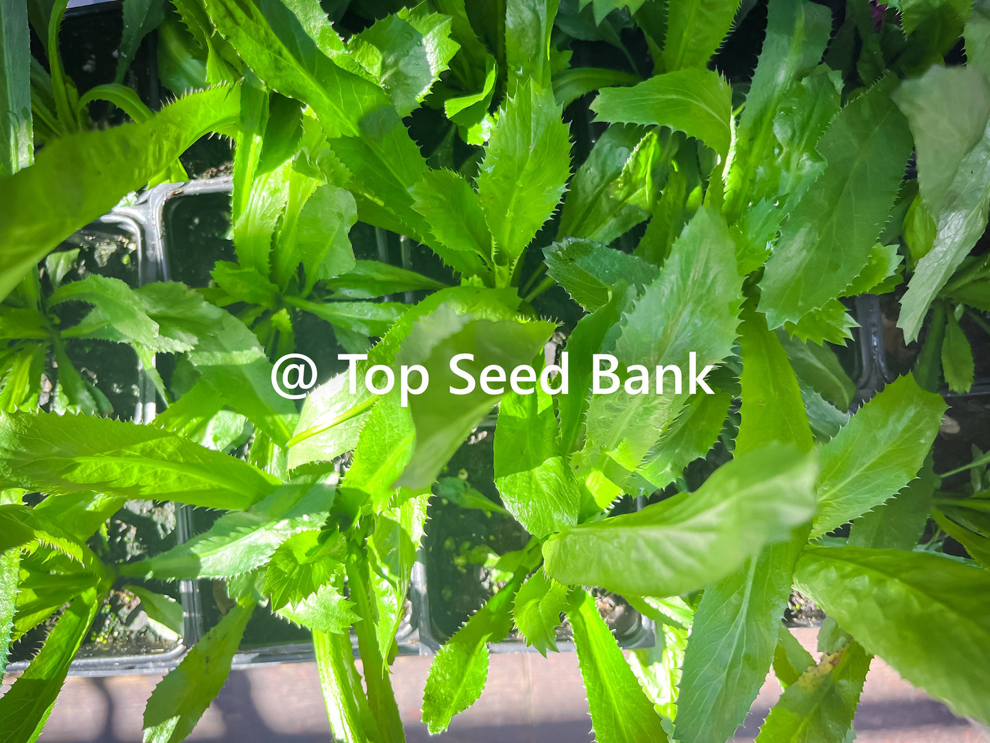 2 Live Plants – Culantro, Mexican coriander, recao, Ngo Gai, Chadon Beni + Free GIFT | Organic | Top Seed Bank