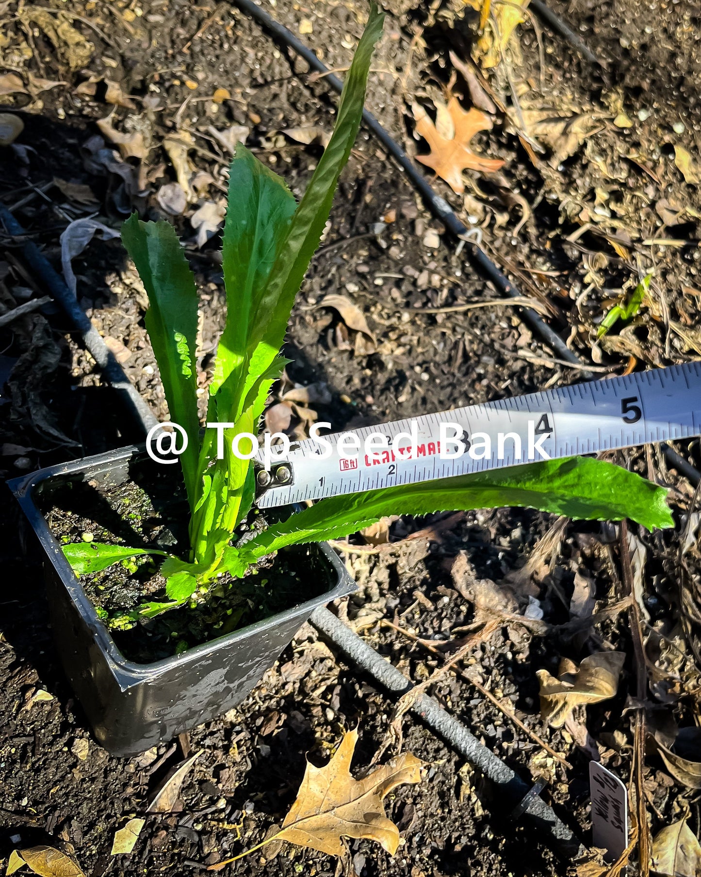 2 Live Plants – Culantro, Mexican coriander, recao, Ngo Gai, Chadon Beni + Free GIFT | Organic | Top Seed Bank