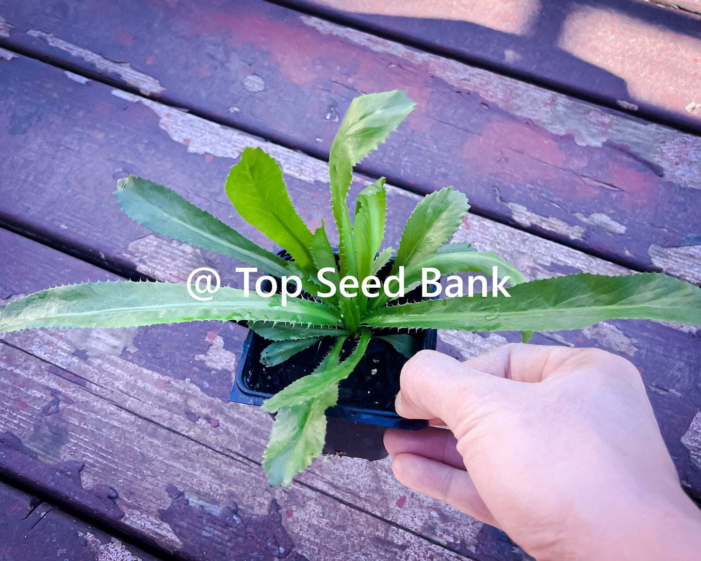 2 Live Plants – Culantro, Mexican coriander, recao, Ngo Gai, Chadon Beni + Free GIFT | Organic | Top Seed Bank