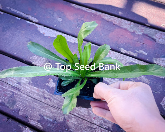 2 Live Plants – Culantro, Mexican coriander, recao, Ngo Gai, Chadon Beni + Free GIFT | Organic | Top Seed Bank