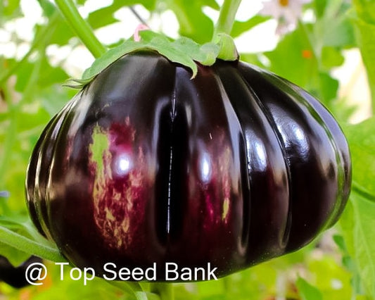 10+ Purple ribbed eggplant, Thai pumpkin eggplant seeds + Free GIFT | Heirloom, Organic| Top Seed Bank