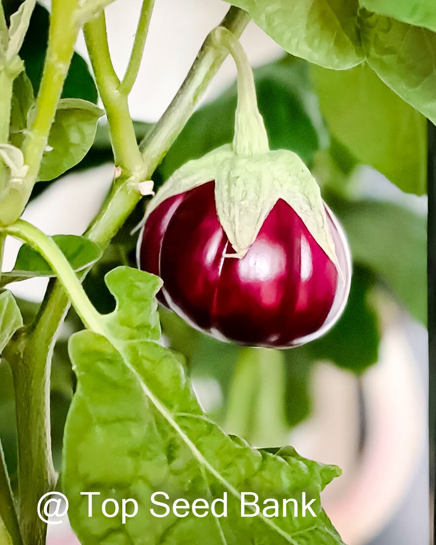 10+ Purple ribbed eggplant, Thai pumpkin eggplant seeds + Free GIFT | Heirloom, Organic| Top Seed Bank