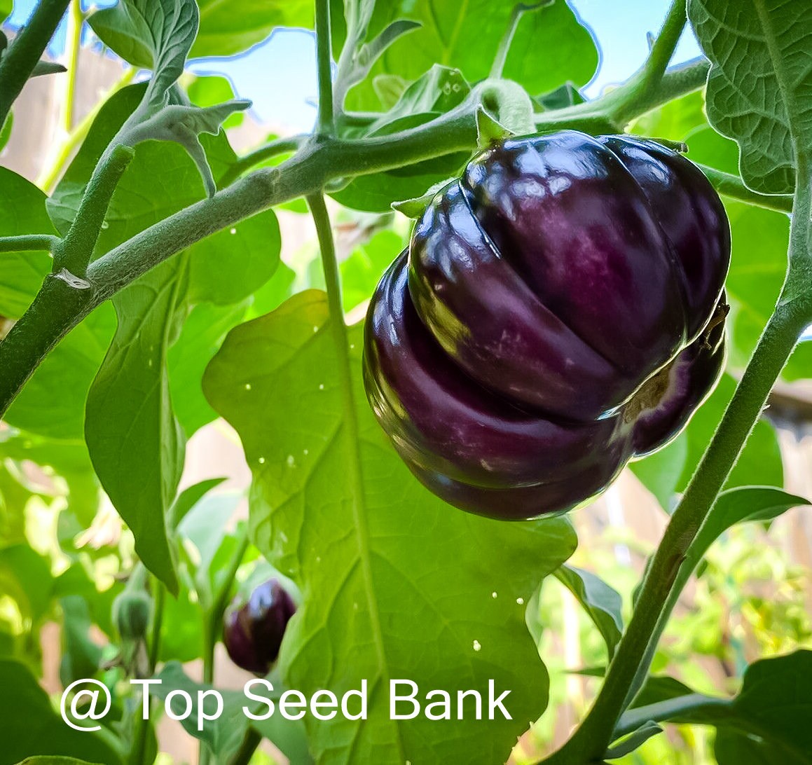 10+ Purple ribbed eggplant, Thai pumpkin eggplant seeds + Free GIFT | Heirloom, Organic| Top Seed Bank