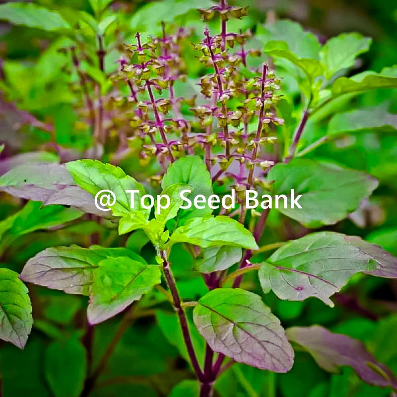 100+ Red leaf holy basil seeds, Thai holy Kaprao, Tulsi + Free GIFT | Heirloom, Organic| Top Seed Bank