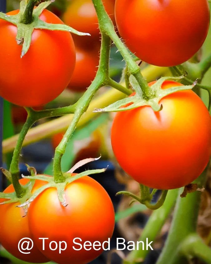 8+ 42-day tomato, world earliest tomatoes, determinate + Free GIFT | Organic| Top Seed Bank