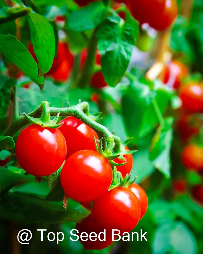 8+ 42-day tomato, world earliest tomatoes, determinate + Free GIFT | Organic| Top Seed Bank